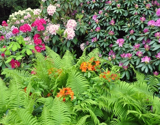 Naturnahmer Garten mit vielen Stauden