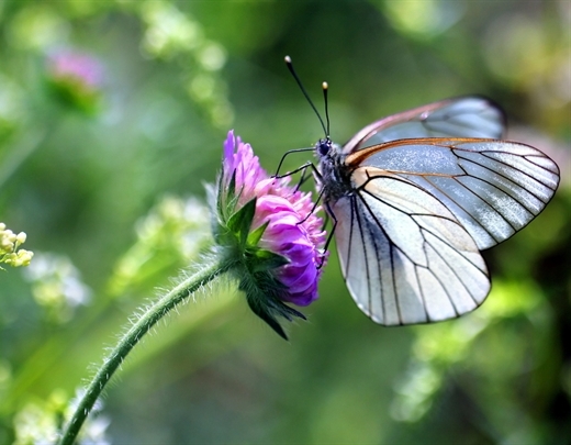 Schmetterling sitzt auf einer Blume 