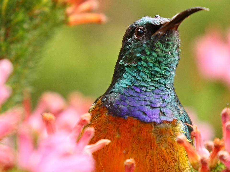 Bunter Vogel sitzt auf einer rosablühenden Staude