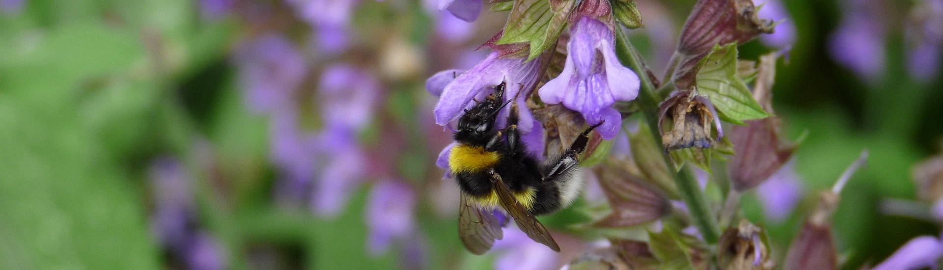 Biene auf einer lila Blüte 