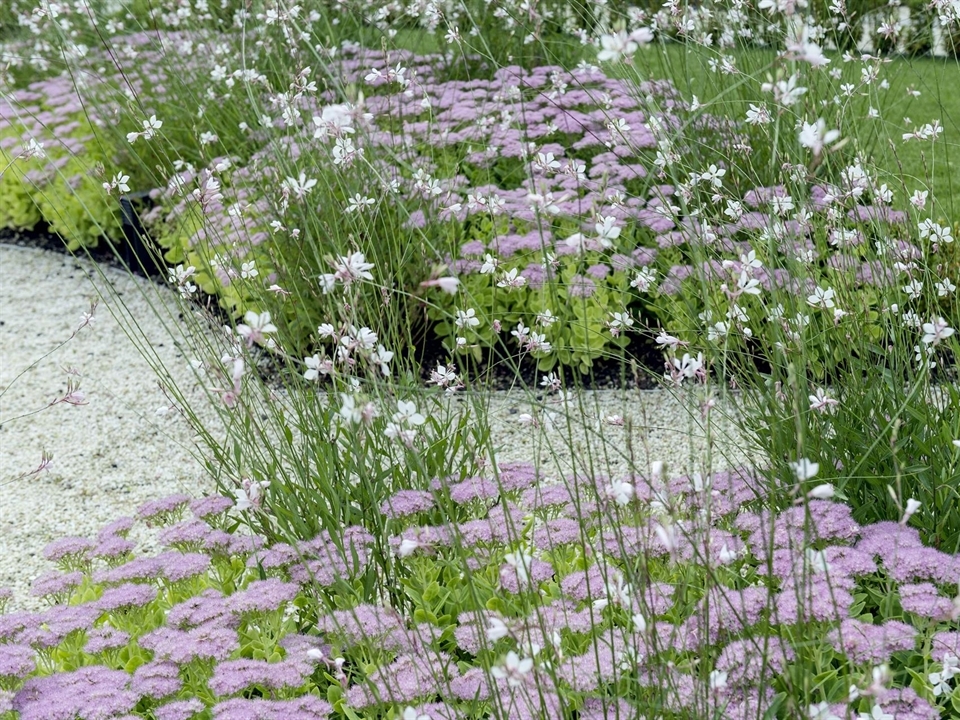 Gartenweg wird von einer Blumenwiese geleitet