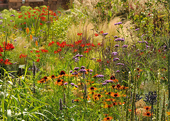 Blumenwiese statt Rasen