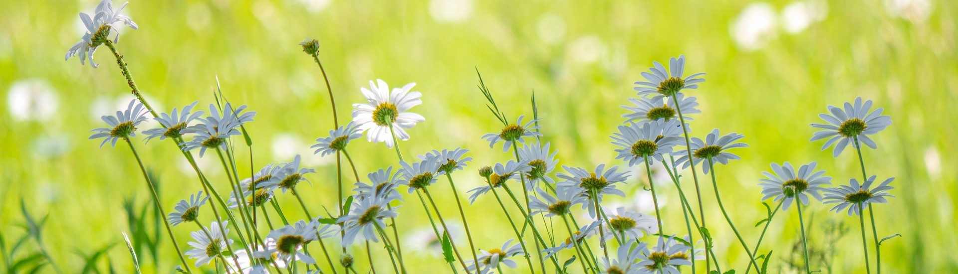 Weiße Stauden in einer Blumenwiese