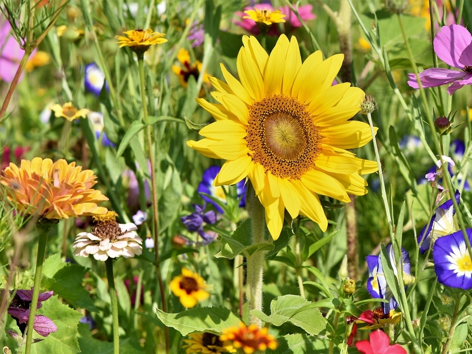 Sonnenblume und bunte Stauden