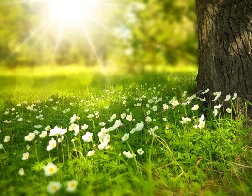 Blumenwiese mit dezenten Stauden