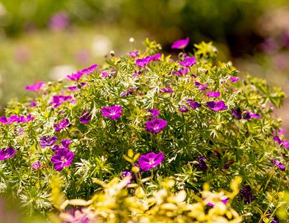Bodendecker  die stillen Stars im Garten - Mein Traumgarten