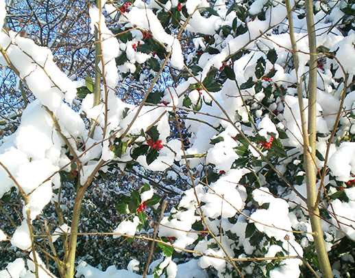 Hecke mit Beeren von Schnee bedeckt
