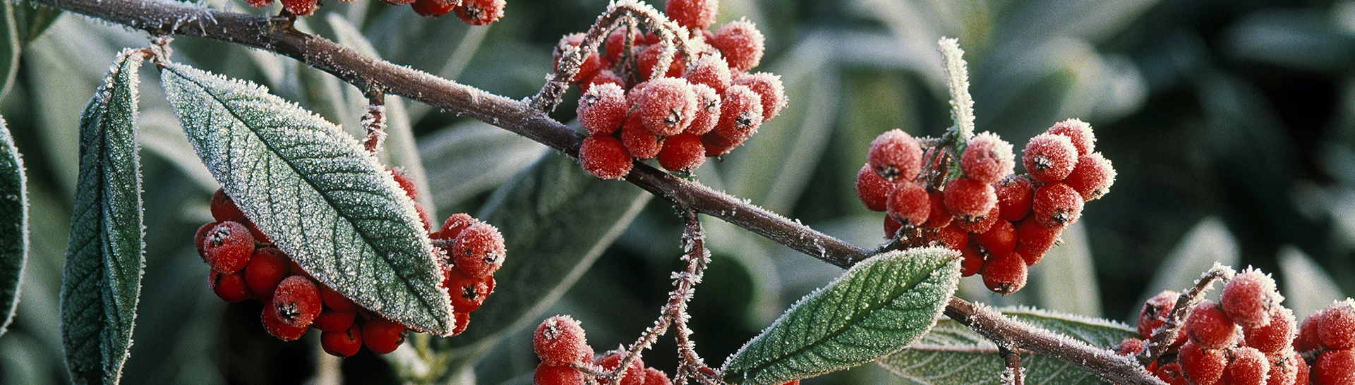 Dekorativ und nützlich – Früchte-tragende Hecken im Winter