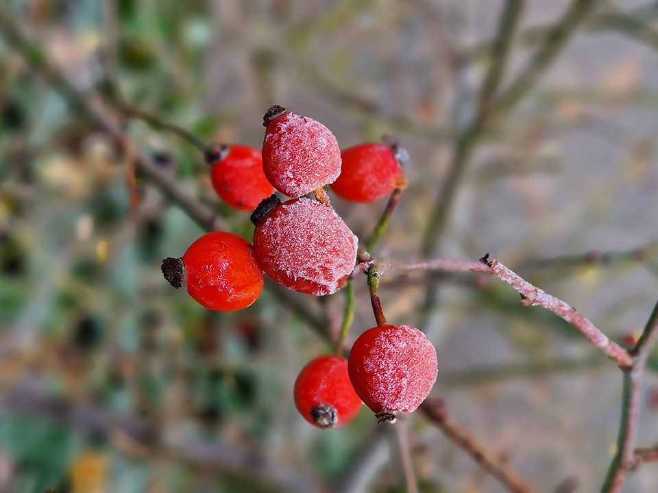 Nahaufnahme von roten Beeren