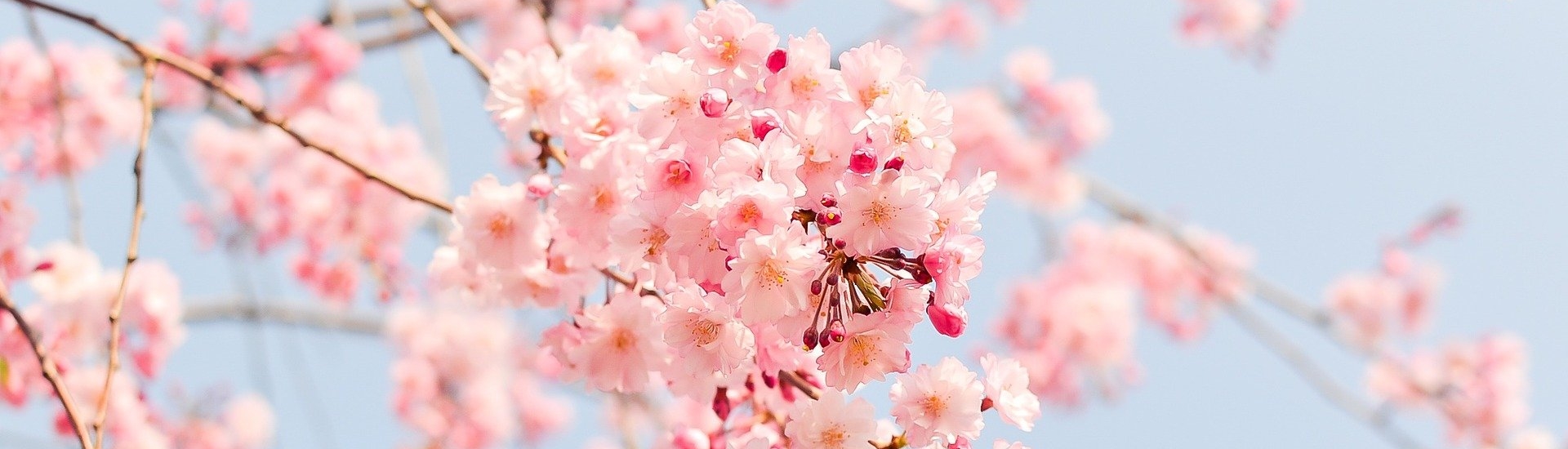 Kirschblütenbaum für den Garten