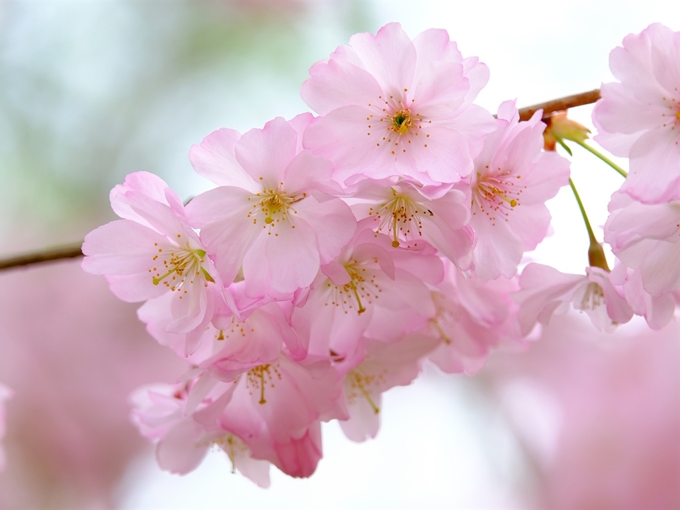 Kirschblütenbaum für die Gartengestaltung