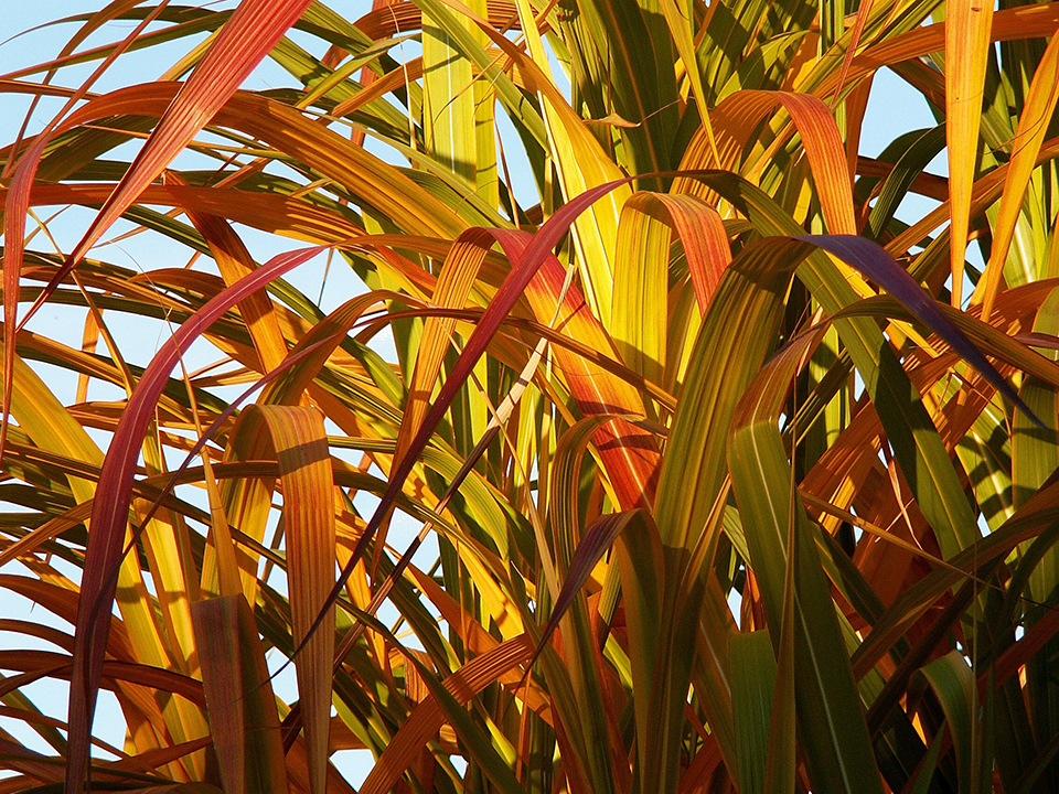 Bambus im Garten erscheint im Sonnenlicht orange
