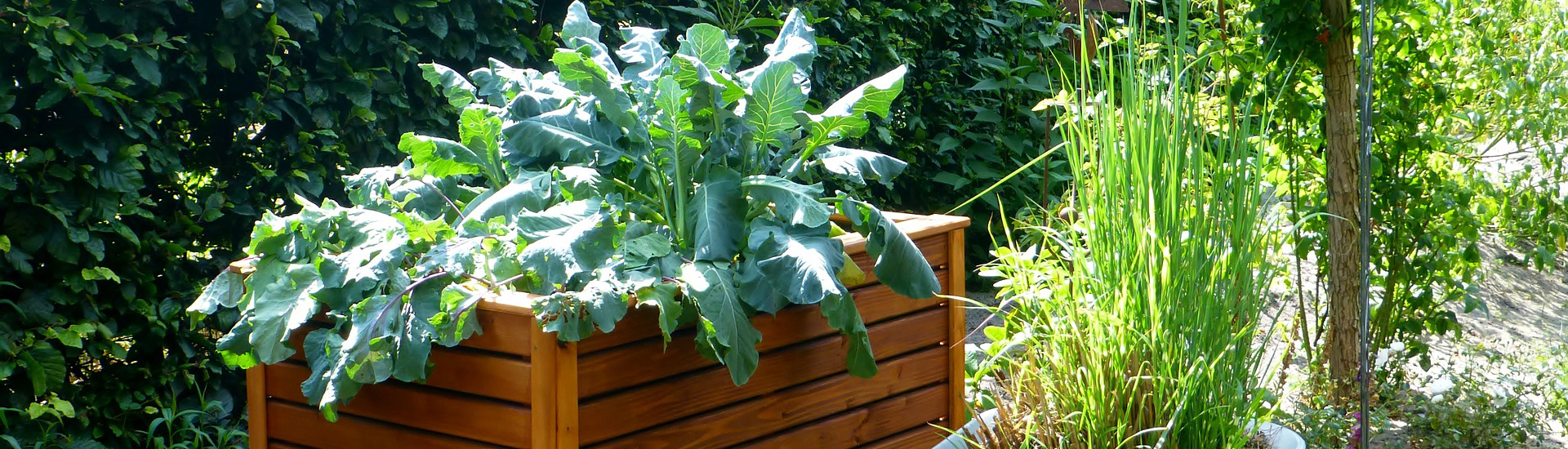 Hochbeet aus Holz im Garten mit Salat 