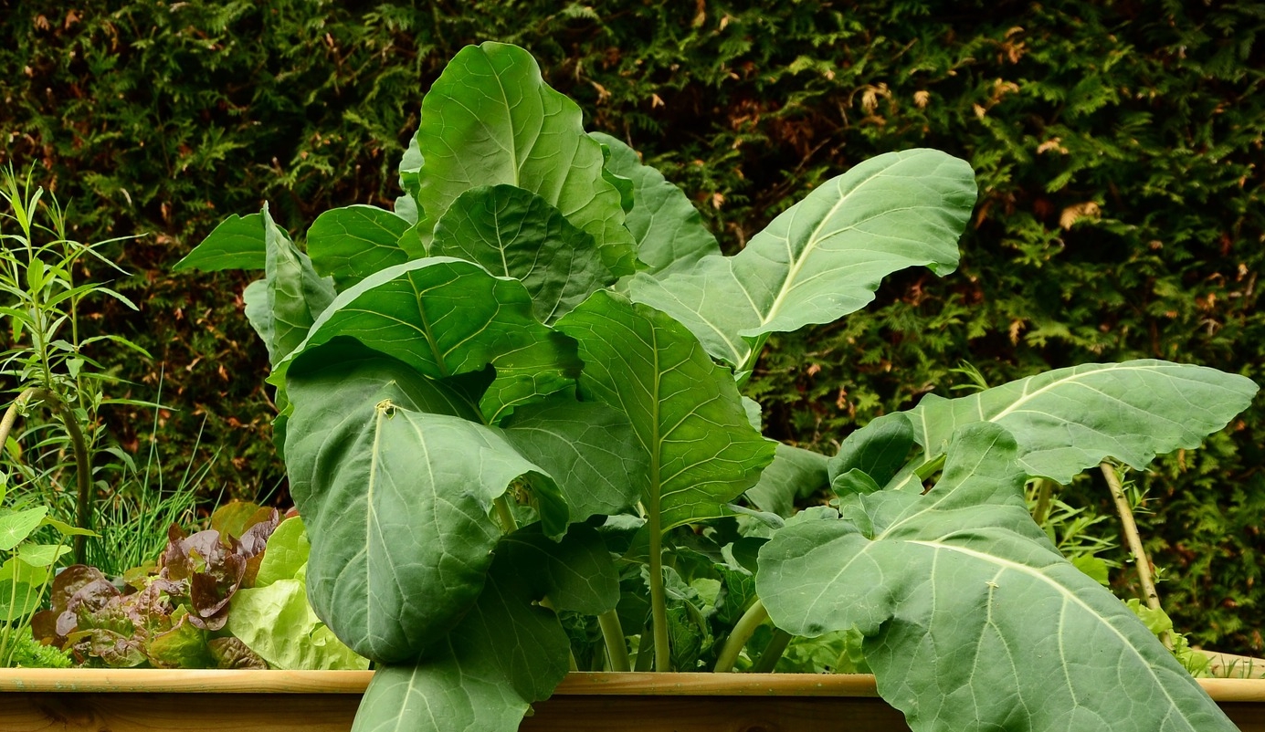 Gemüsebeet für den Garten 