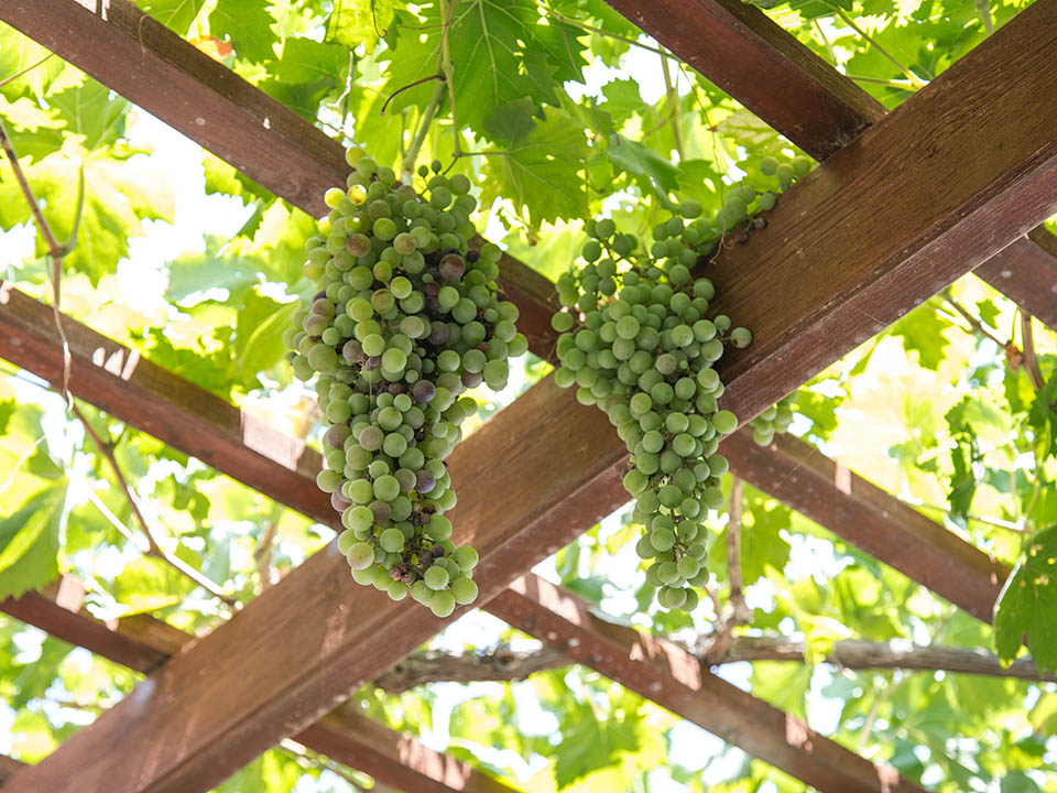 Holzdach einer Pergola kann als Sonnenschutz mit angepflanzten Trauben