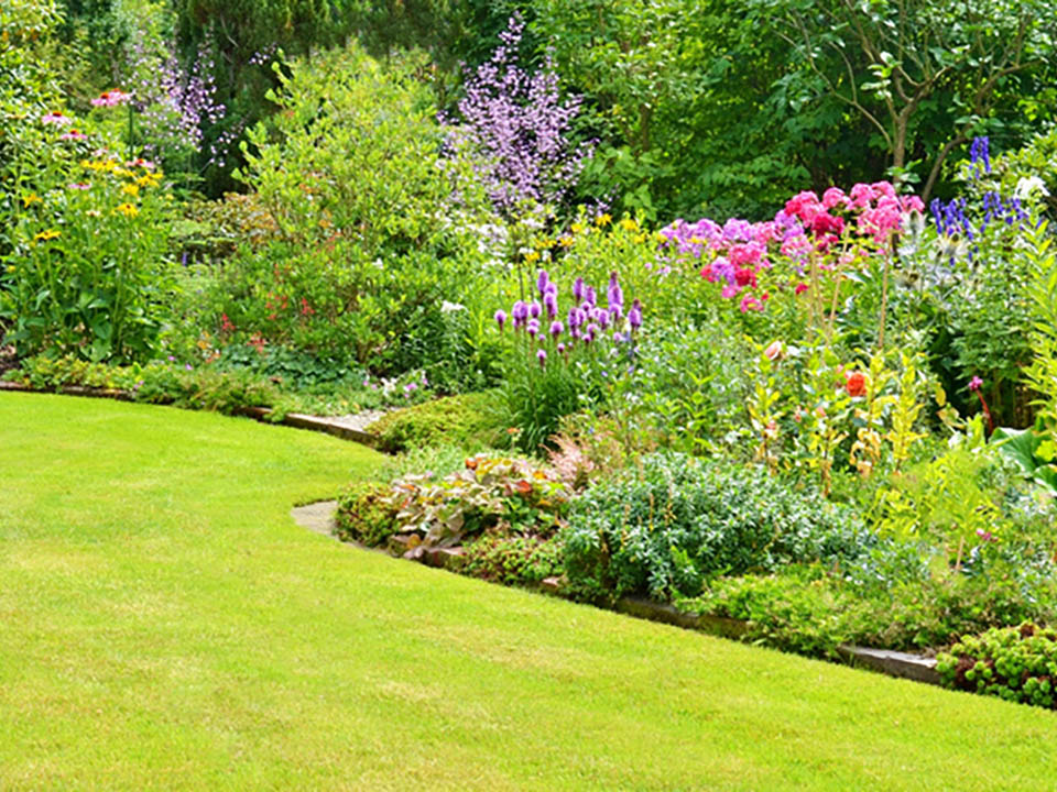 Gemähter frischer Rasen im Garten harmoniert mit Stauden und Bäumen 