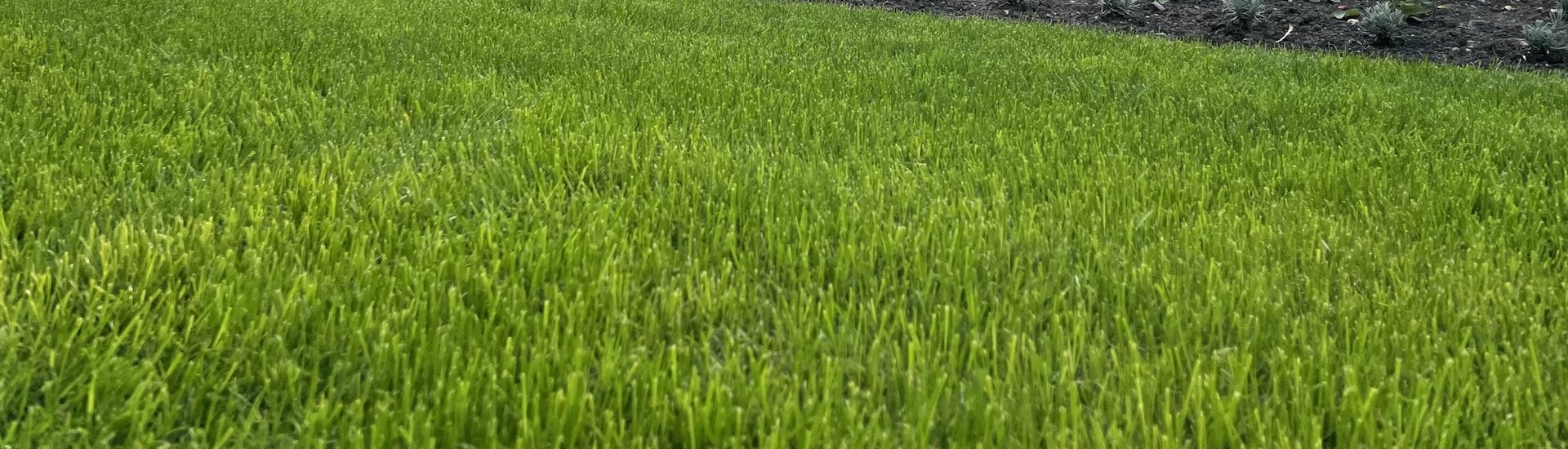 Frischer grüner Rasen für den Garten