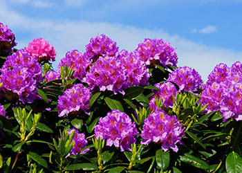 Lila farbiger Rhododendron