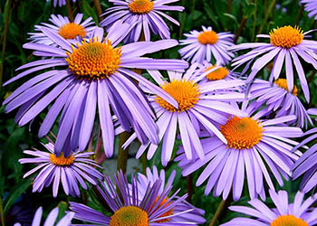 Prärie-Aster mit prachtvollen lilafarbigen Blüten