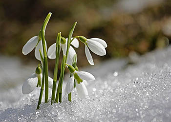 Schneeglöckchen wachsen auch vom Schnee heraus