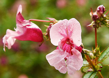 Zart rosa Springkaut im Herbst-Garten 
