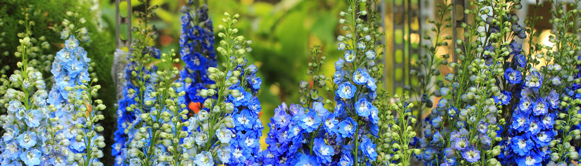 Blaue Stauden bereichern den Garten und sind ein echter Hingucker