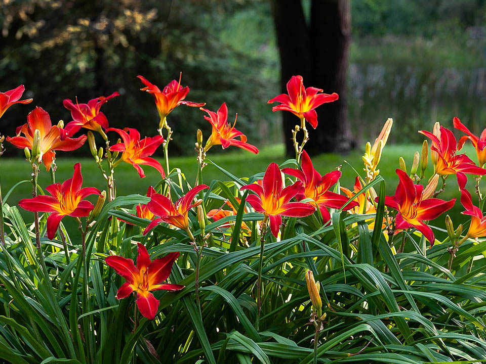 Lilien in rot-oranger Farbe sind ein echter Hingucker im Garten 