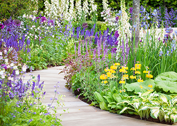 Stauden und Blumen für die Gartengestaltung