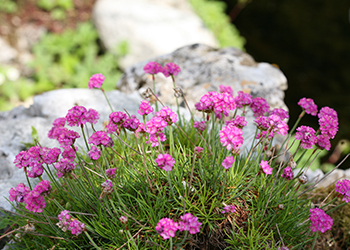 Stauden und Blumen für die Gartengestaltung