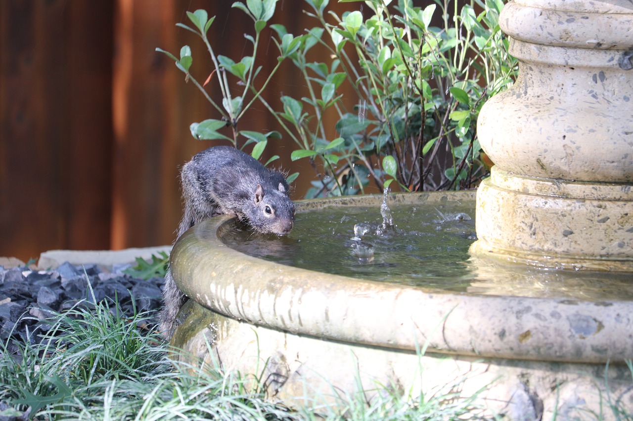 Wasserbecken im asiatischen Stil und ein Eichhörnchen was aus dem Brunnen trinkt