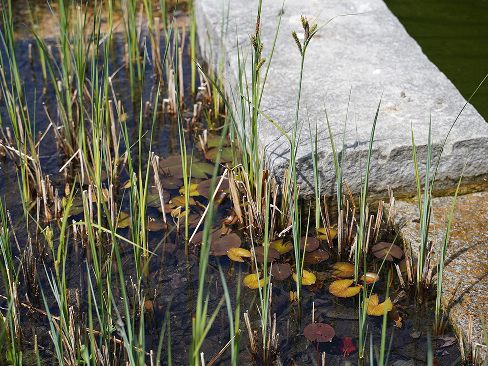 Naturfreundliche Wasserpflanzen für den Gartenteich 