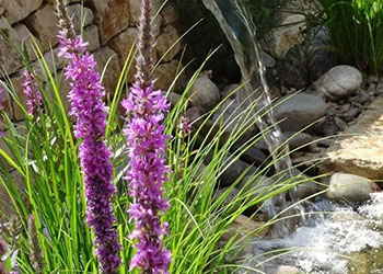 Wasser als Gestaltungselement im Garten