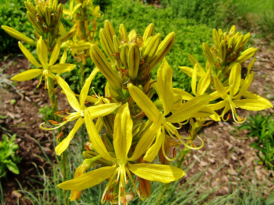 Asphodeline lutea; Junkerlilie