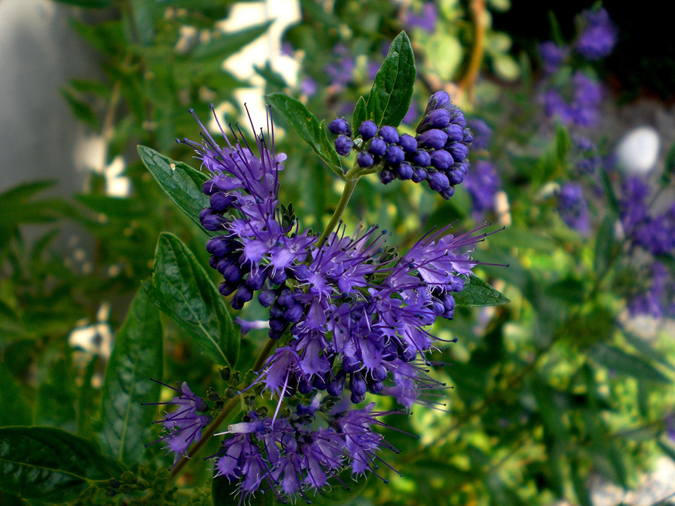 Caryopteris clandonensis; Bartblume