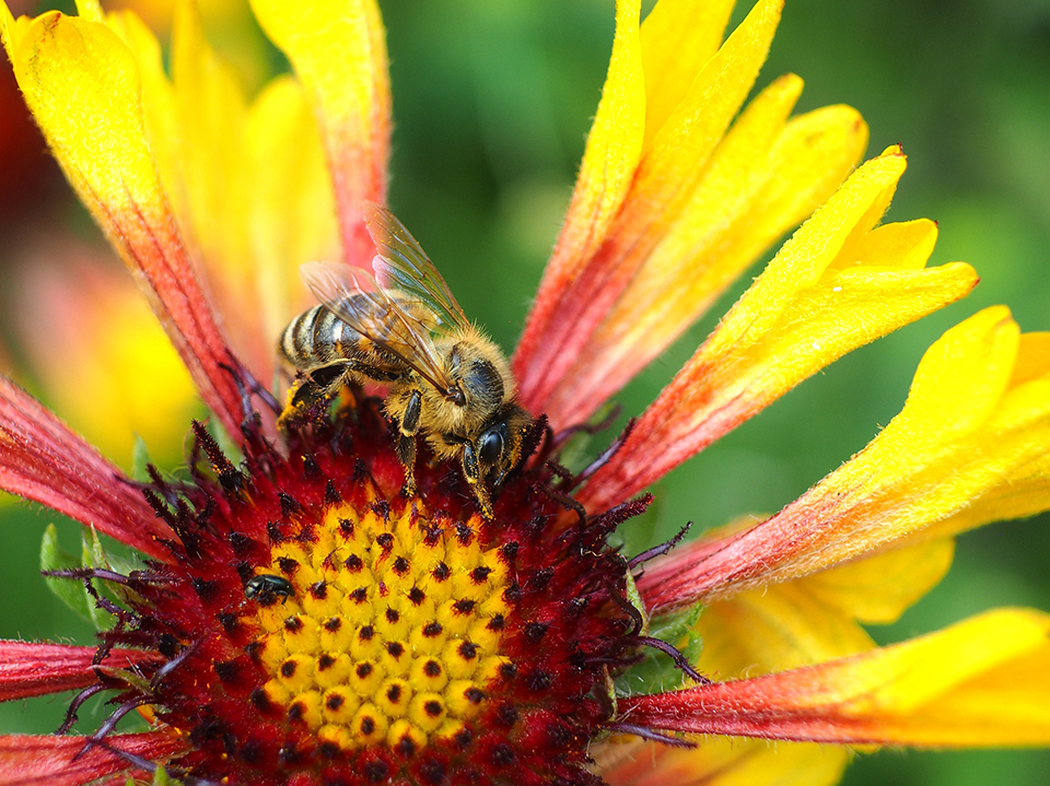 Biene auf einer Gaillardia x grandiflora; Großblumige Kokardenblume