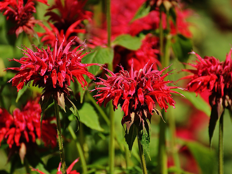 Monarda didyma; Indianernessel