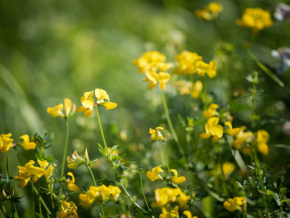 Lotus corniculatus; Gewöhnlicher Hornklee