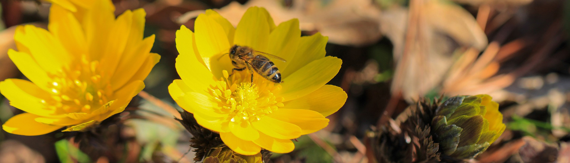 Biene auf einer gelben Blüte