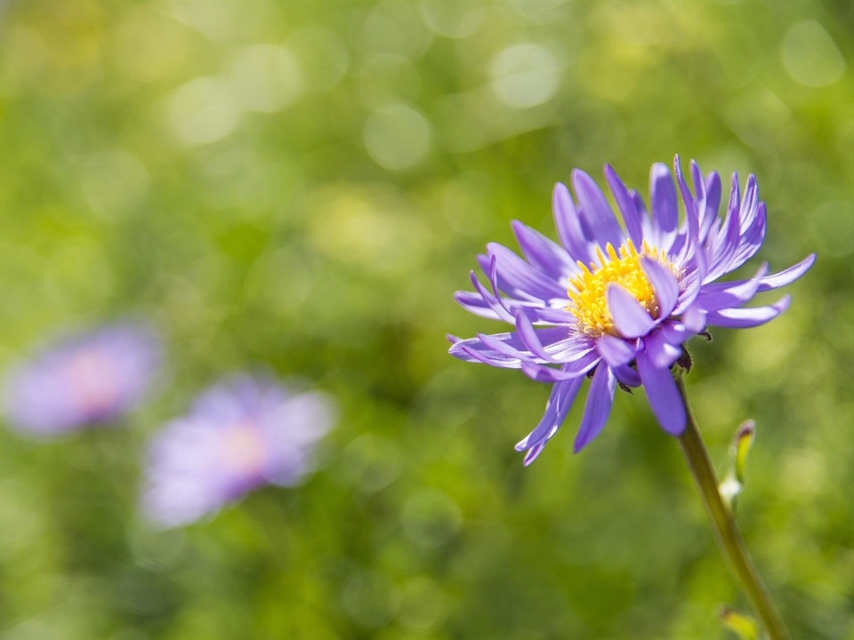 Berg-Aster ist Winterhart