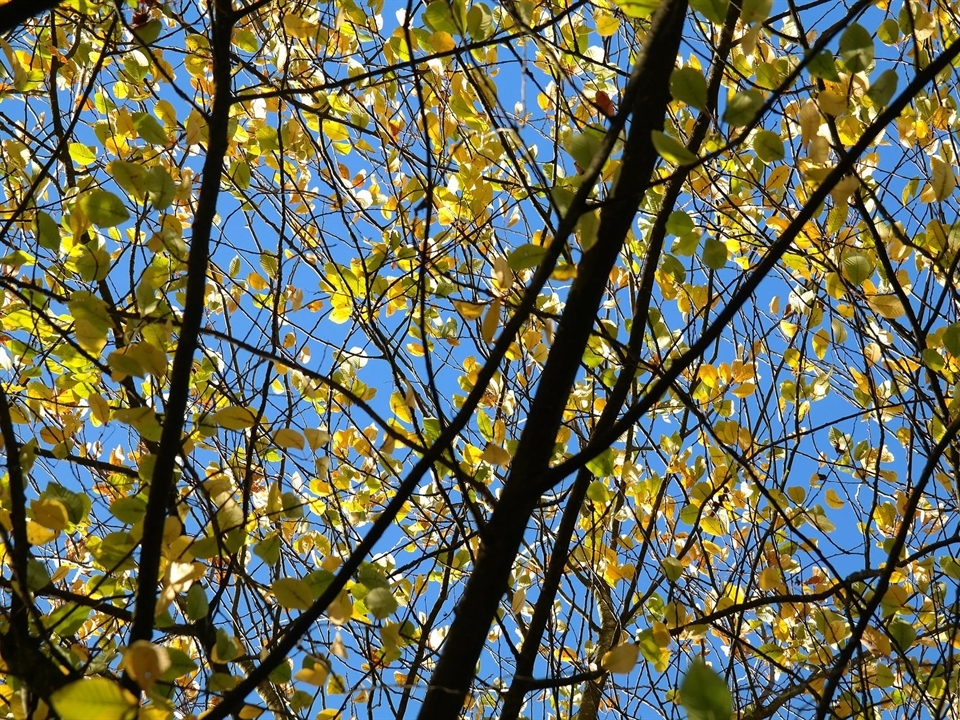 Die Echte Felsenbirne kann bis 3 Meter breit werden.