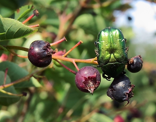 Amelanchier ovalis eine heimische Pflanzenart