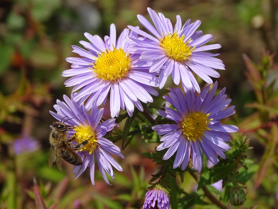 Aster amellus; Berg-Aster, Kalk-Aster