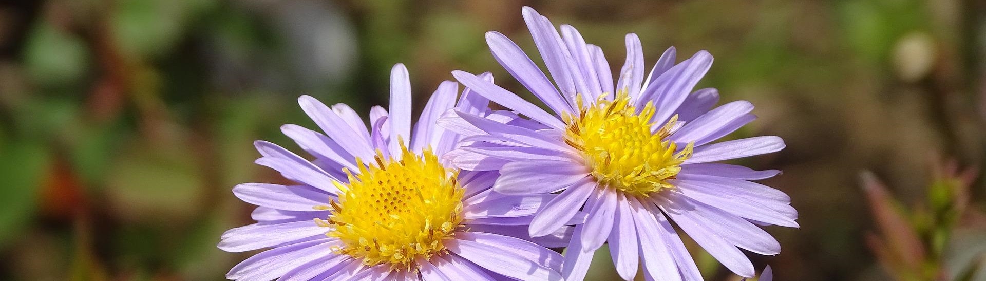 Heimische Berg-Aster