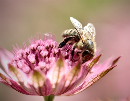 Astrantia major als heimische Pflanze mit Biene 