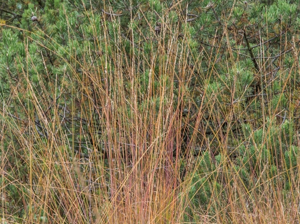 Fruchtender Habitus mit Herbstfärbung