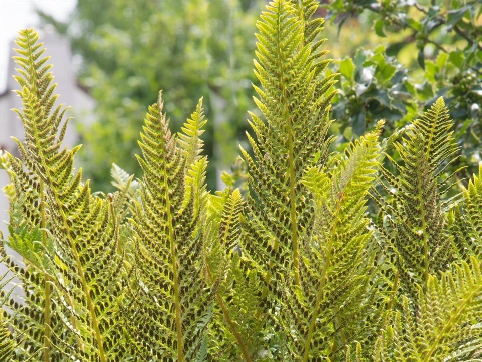 Polystichum aculeatum im heimischen Garten