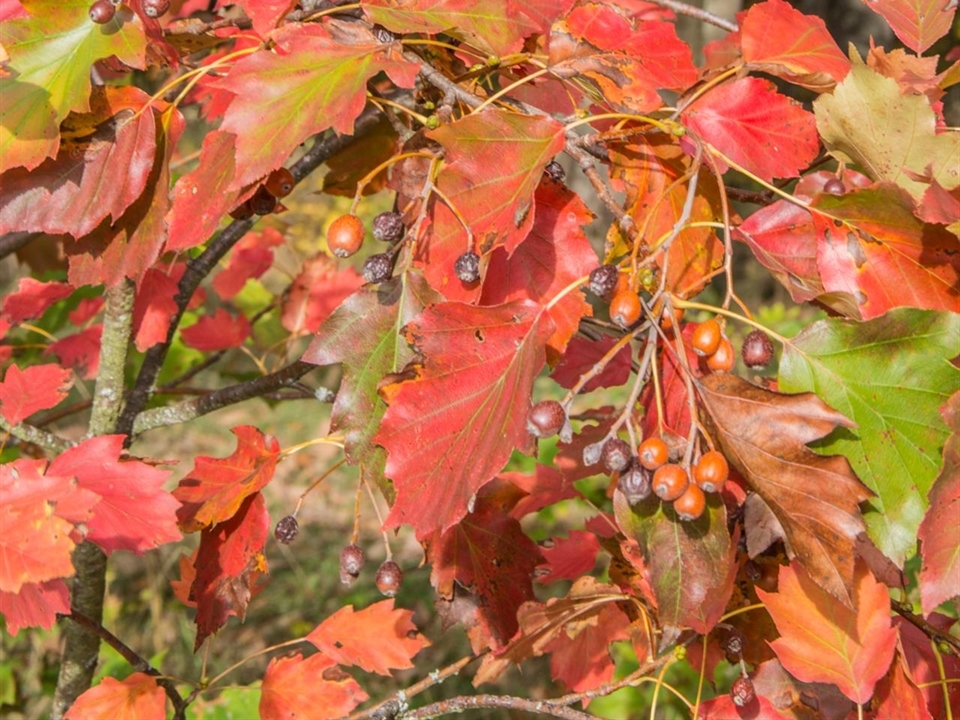 Herbstfärbung und Fruchtstände