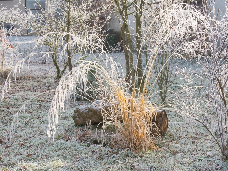 Molinia arundinacea im Winter