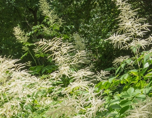 Wald Geißbart ist eine heimische Pflanze