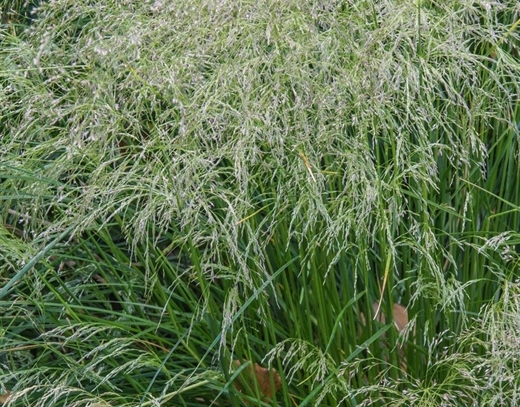 Deschampsia cespitosa als heimische Pflanze